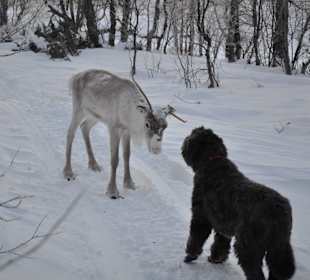 Begegnung der seltenen Art-Januar 2013 Lappland 