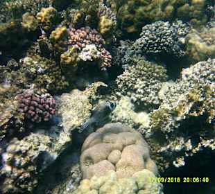 Schnorcheln Marsa Alam