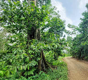 Parque Natural Obô do Príncipe