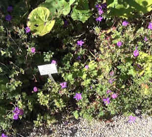 Staudengarten - Berggarten