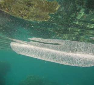 Geheimnisvolle Natur beim The Breakers Diving and Surfing Lo