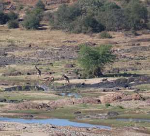 Safari Hoedspruit