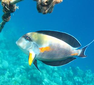 Da will man nicht mehr aus dem Wasser