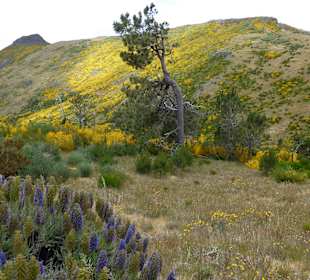 Nonnental / Curral das Freiras