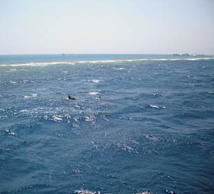 Delfin-Tour