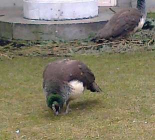 Łazienki wczesną wiosną.