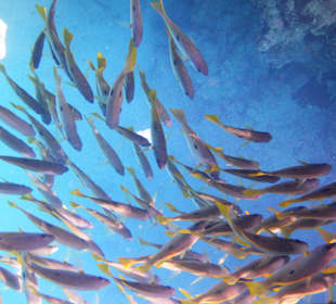 Schnorcheln Marsa Alam