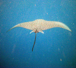 Gefleckter Adlerrochen