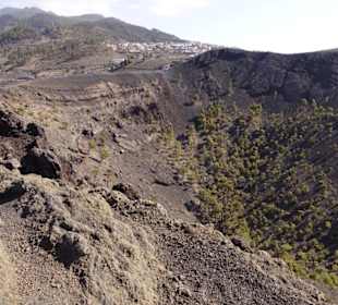 Auch flache Pflanzen siedeln sich an.