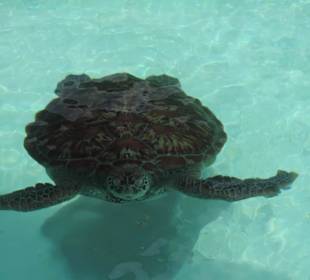 Schildkrötenaquarium