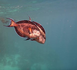 Tierwelt unter Wasser