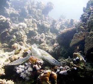 Schildkröte am Hausriff