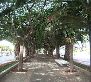 Santa Cruz de Tenerife