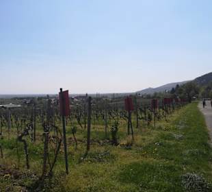 Wein- und Mandelpfad 