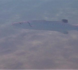 Schnorcheln Marsa Alam 