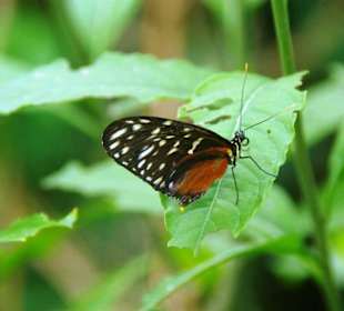 Schmetterlingshaus wow