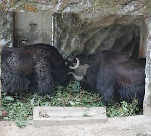 Padmaja Naidu Himalayan Darjeeling Zoo