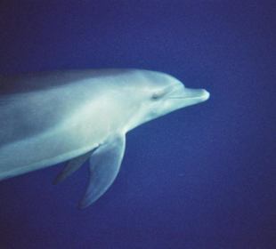 Delfintour SimSim Reisen