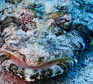 Krokodilfische sind überall
