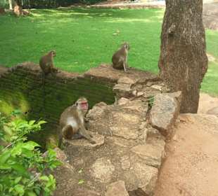 Elefantenreiten Sigiriya