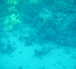La barriera di Naama rovinata dall'inquinamento