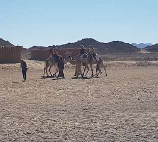 Reiten & Kamelreiten Dana Beach