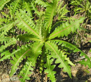 Es ist weder Löwenzahn noch ein mir bek. Gewächs