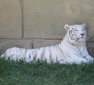 Weißer Tiger im Texas Rancho Park