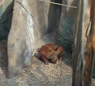 Orang-Utan Gehege