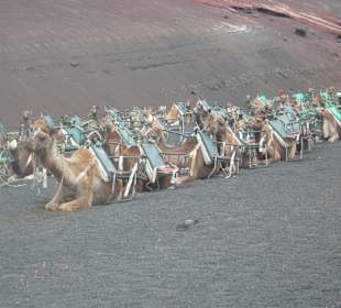 Kamelsafari 20 min./Nähe Feuerbergen