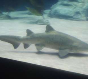 Tiburón en el Loro Parque