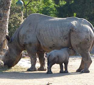 Nachwuchs beim Nashorn