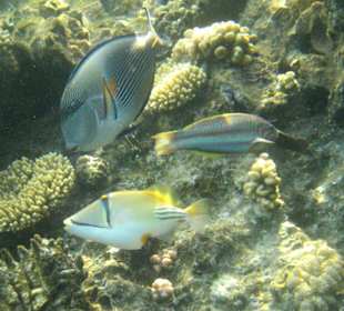 Die Vielfalt des Riffes