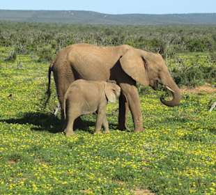 Elefanten im Addo Park