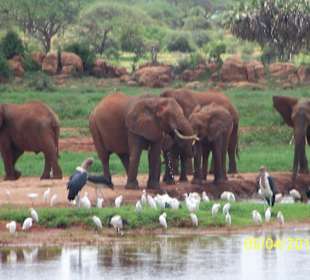 Elefanten am Wasserloch