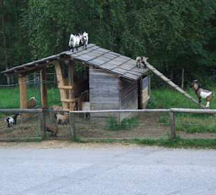 Teil des Tierparks - Ziegen -