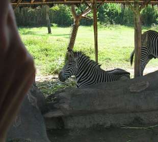 В зоопарке Бали