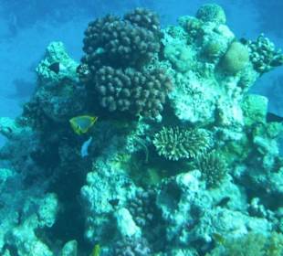 Hausriff Arabia Azur