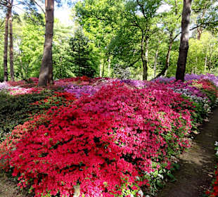 Spaziergang durch den Rhododendronpark im Mai