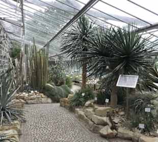 Wüstenpflanzen -  Alter Botanischer Garten