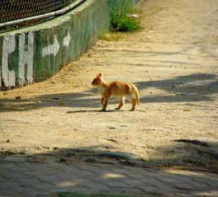 Inspirationen an d.Strandprom.entlang Nov.2010