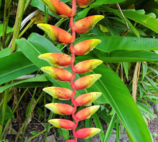 Rundgang durch den Jardin d´Eden