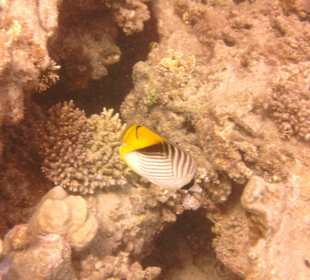 Fähnchen-Falterfisch