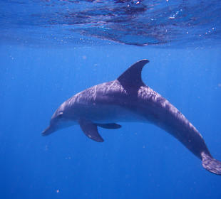 Ein Traum und doch wahr 