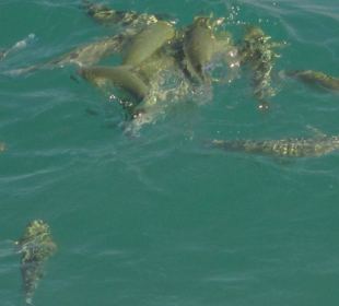 Schnorcheln Makadi Bay