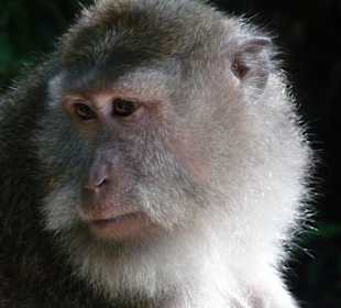 Ein zufrieden schauender Affe