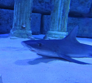 Hai aus dem Aquarium Antalya