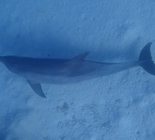 Einmalie Erlebnisse mit Mo´s Delfinen