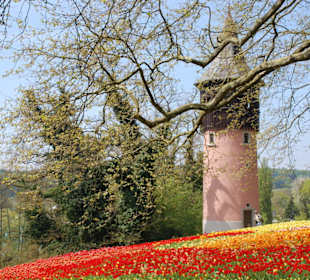 Blick über das Blumenmeer zum "Festland"