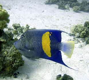 Arabischer Kaiserfisch